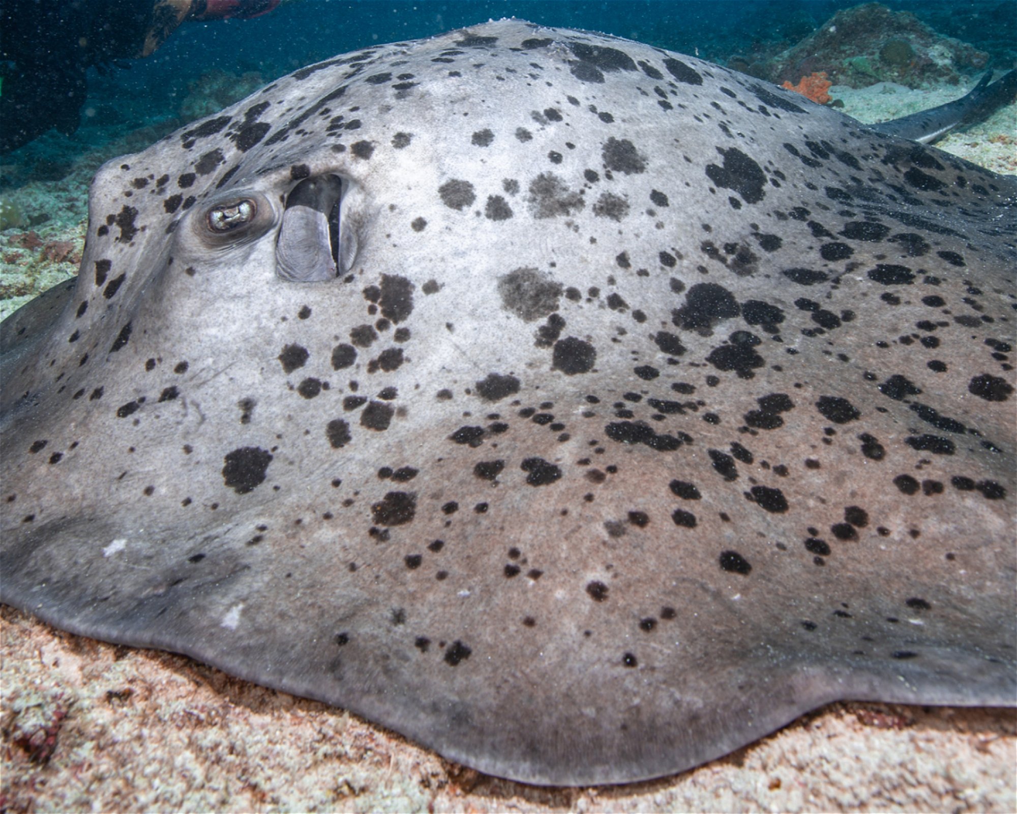 Sub Oceanic at Hilton Maldives Amingiri, 20188 North Male Atoll