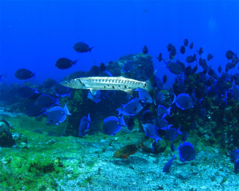 Divesite Image