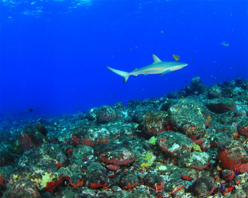 Divesite Image