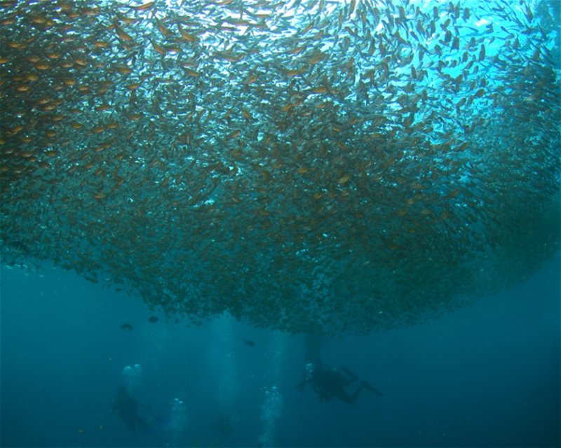 Divesite Image