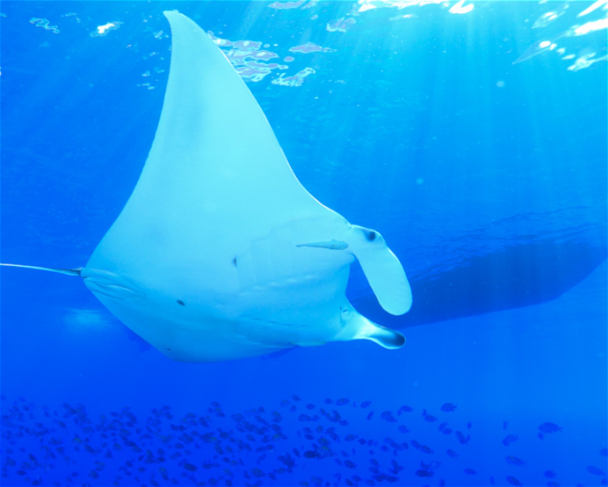 CNM DIVE, 13211-698 JUNDIAI