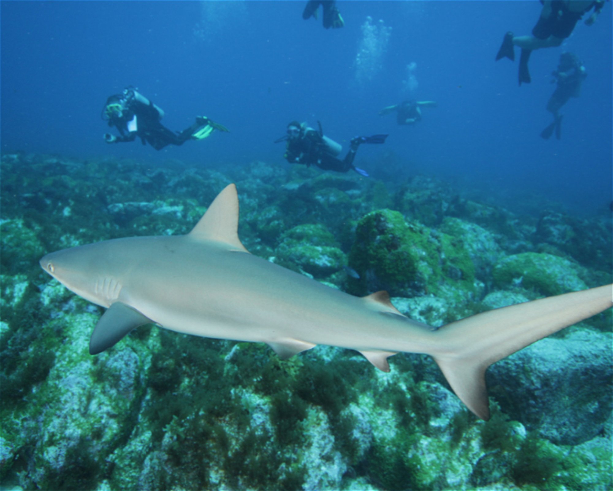 CNM DIVE, 13211-698 JUNDIAI