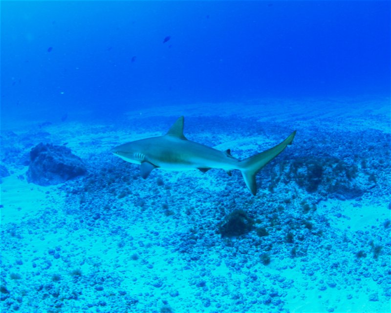 Divesite Image