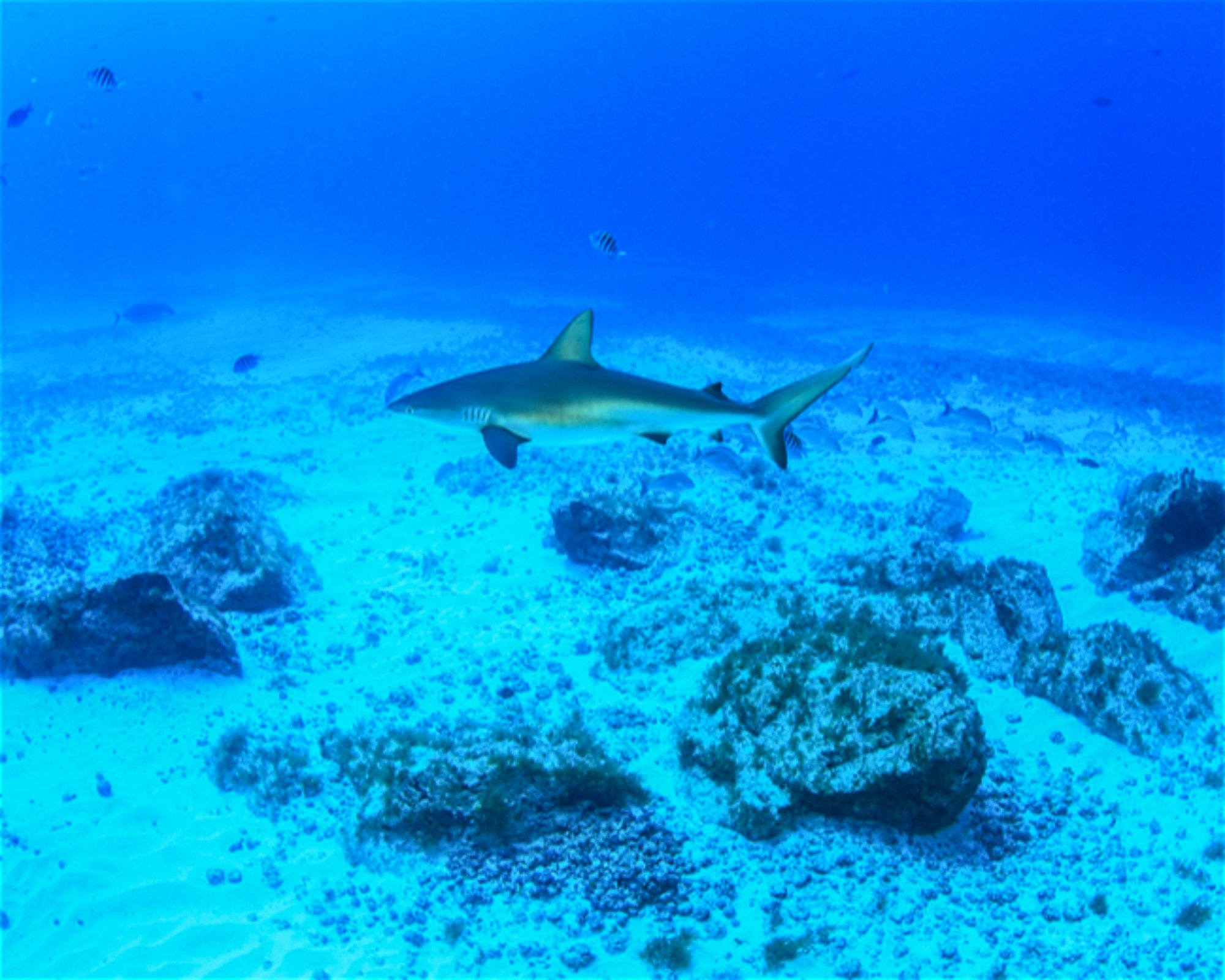 CNM DIVE, 13211-698 JUNDIAI
