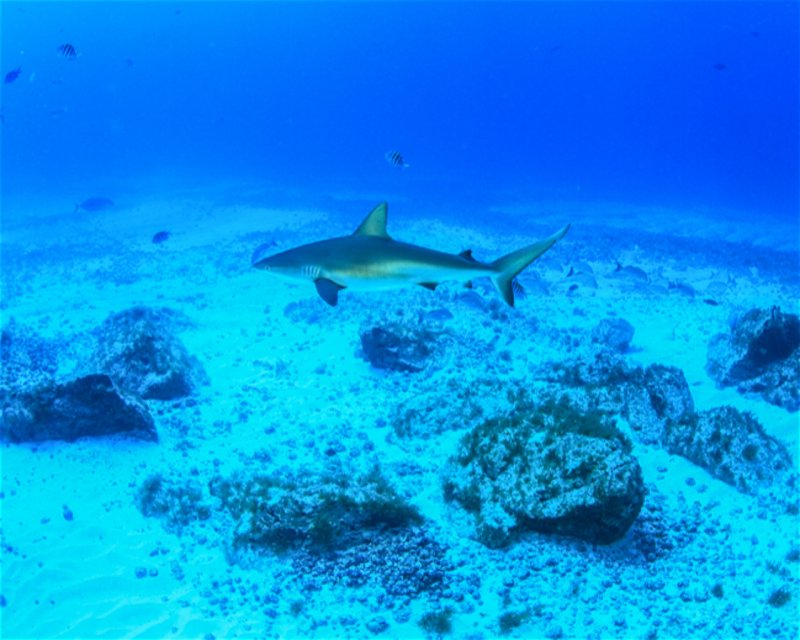 Divesite Image