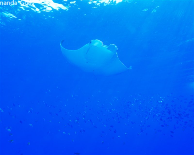 Divesite Image