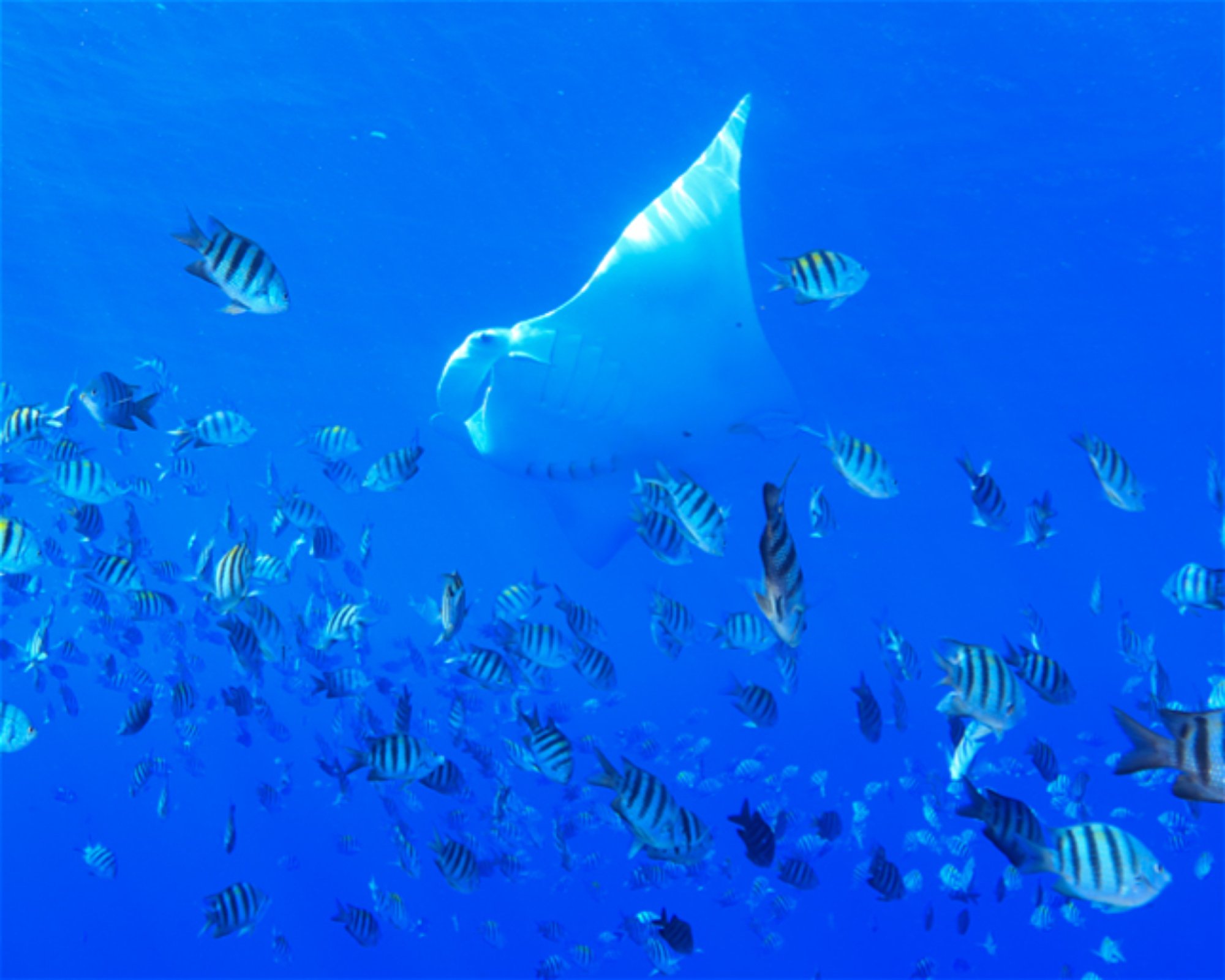 CNM DIVE, 13211-698 JUNDIAI