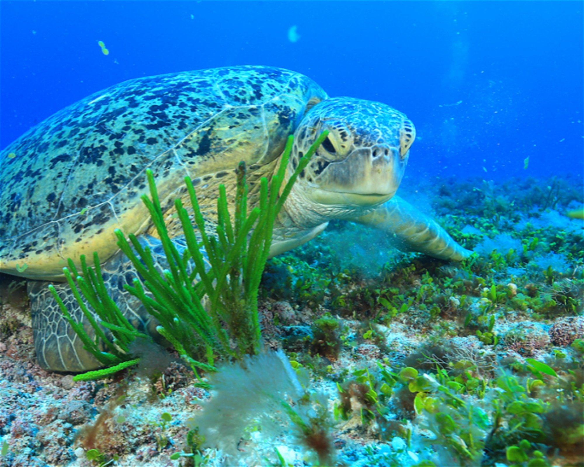 CNM DIVE, 13211-698 JUNDIAI