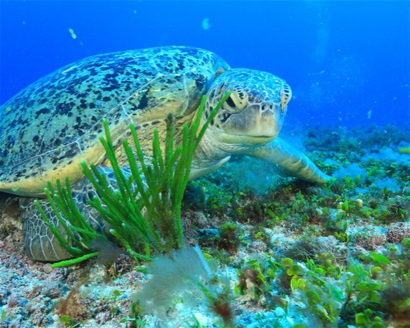 Divesite Image