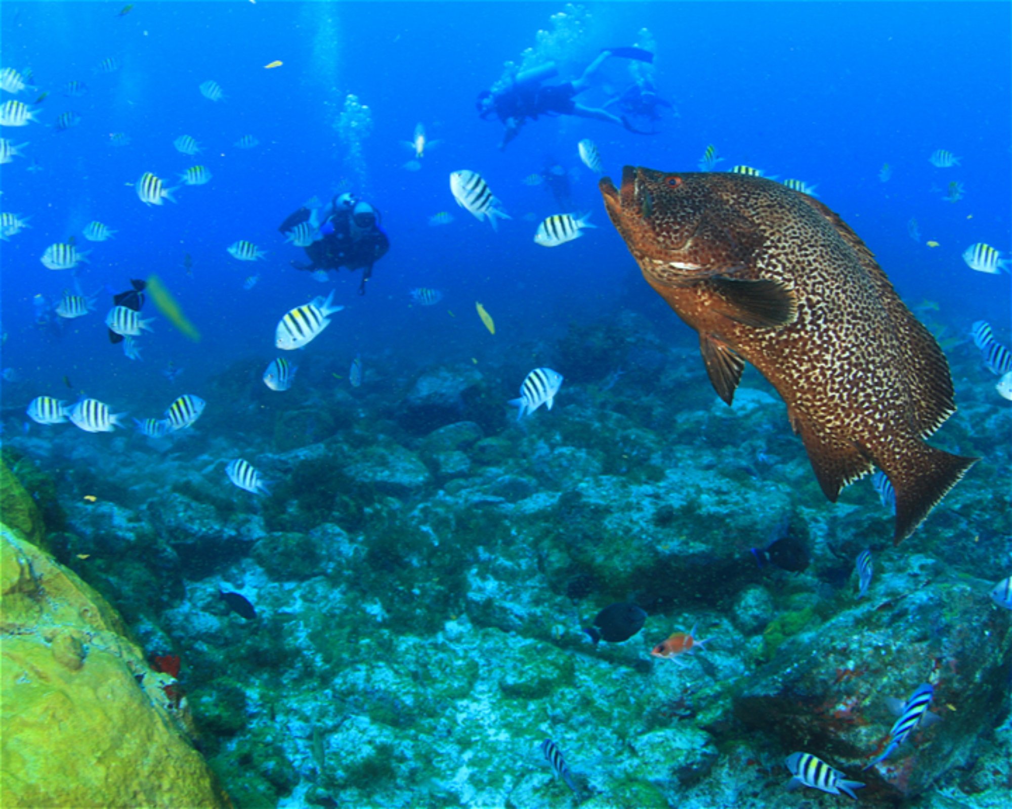 CNM DIVE, 13211-698 JUNDIAI