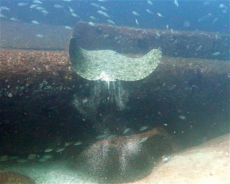 Divesite Image
