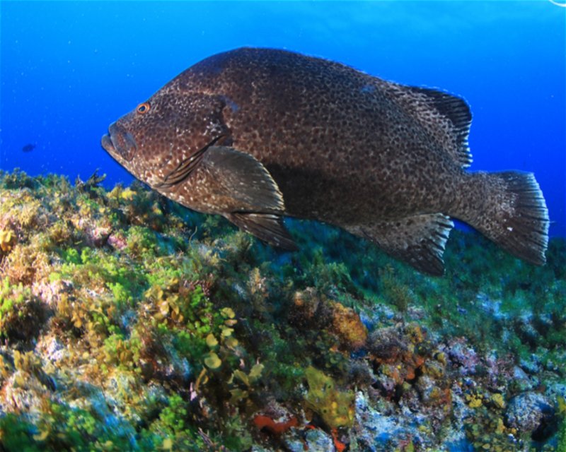 Divesite Image
