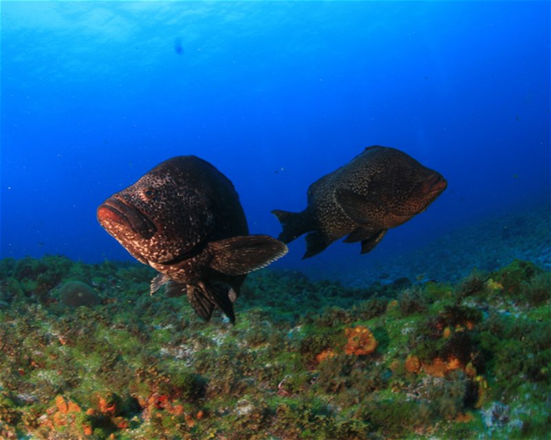 Divesite Image