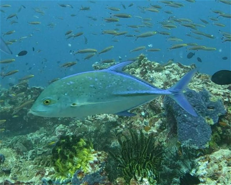 Divesite Image