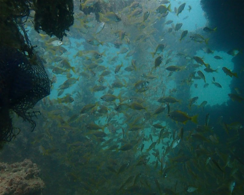 Divesite Image