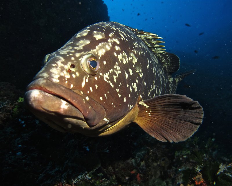 Divesite Image