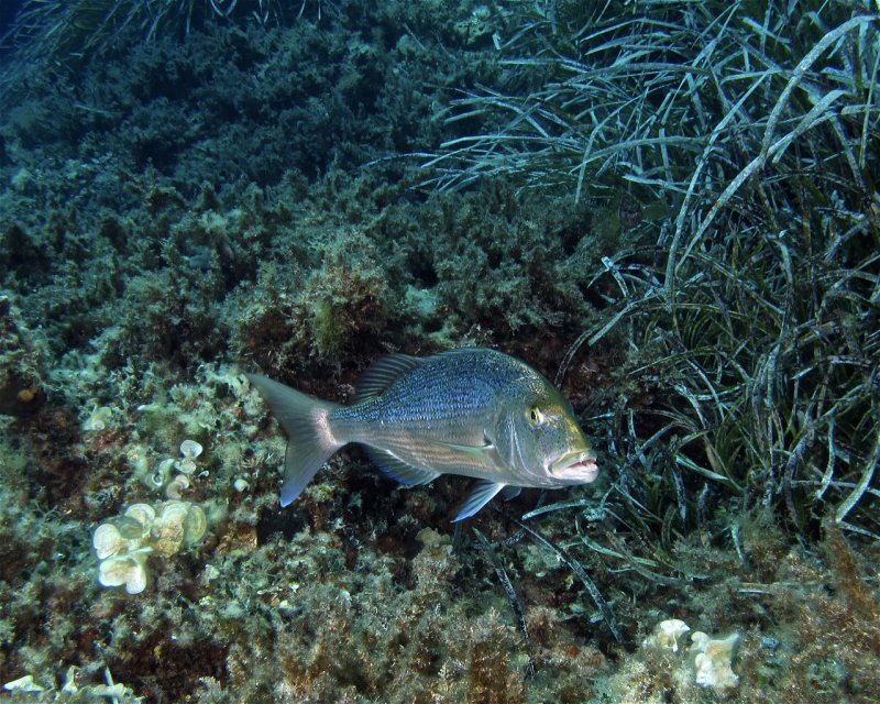 Divesite Image