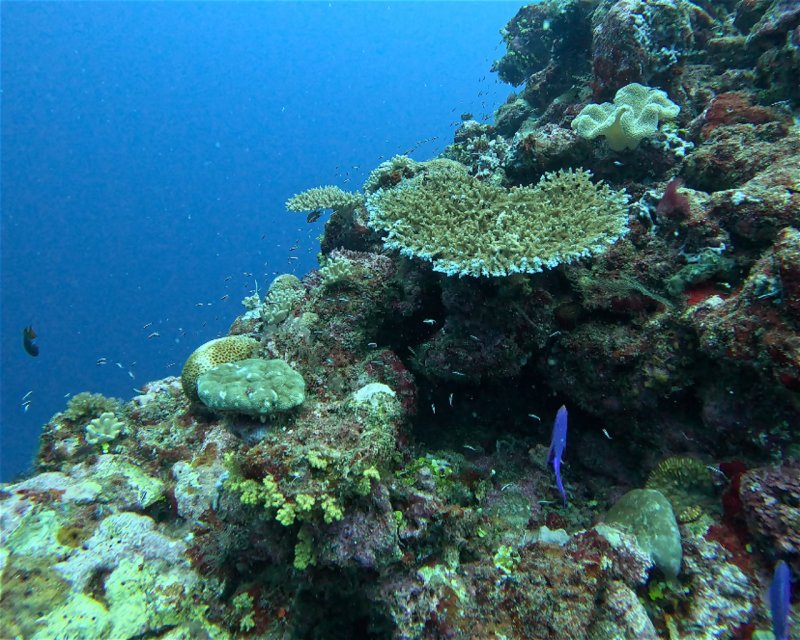 Divesite Image