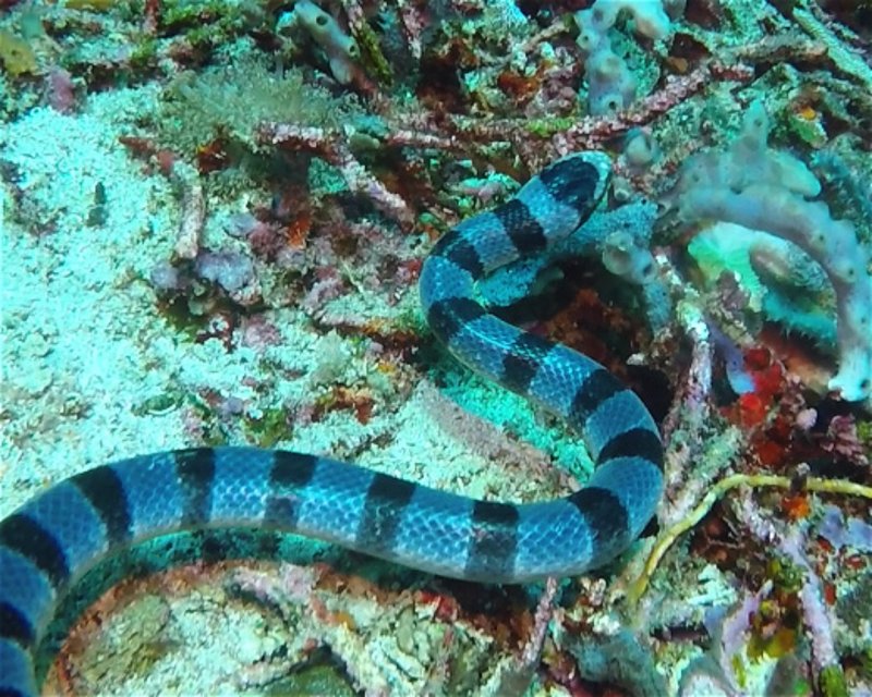 Divesite Image