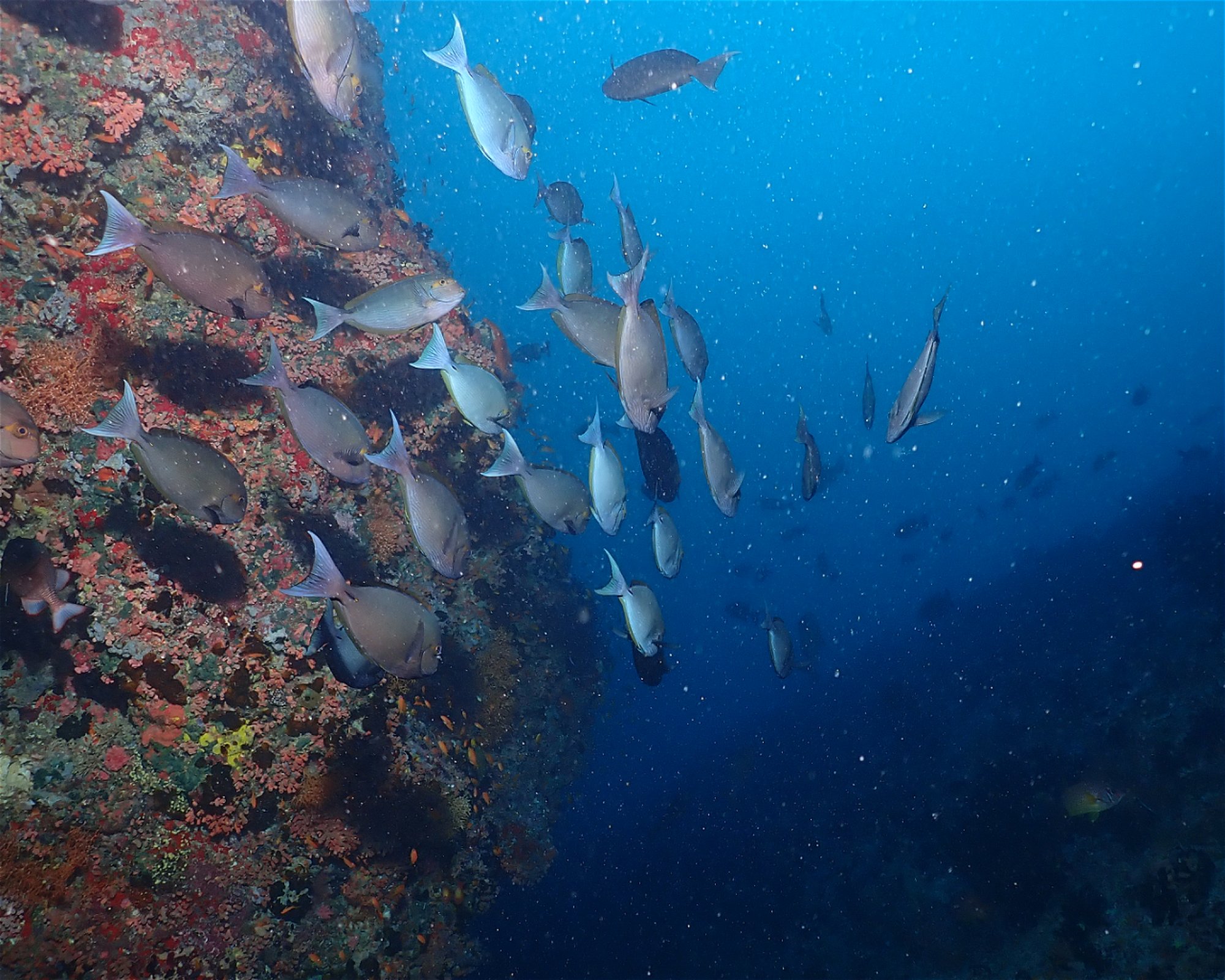 Dive Mission Joy, K. Guraidhoo