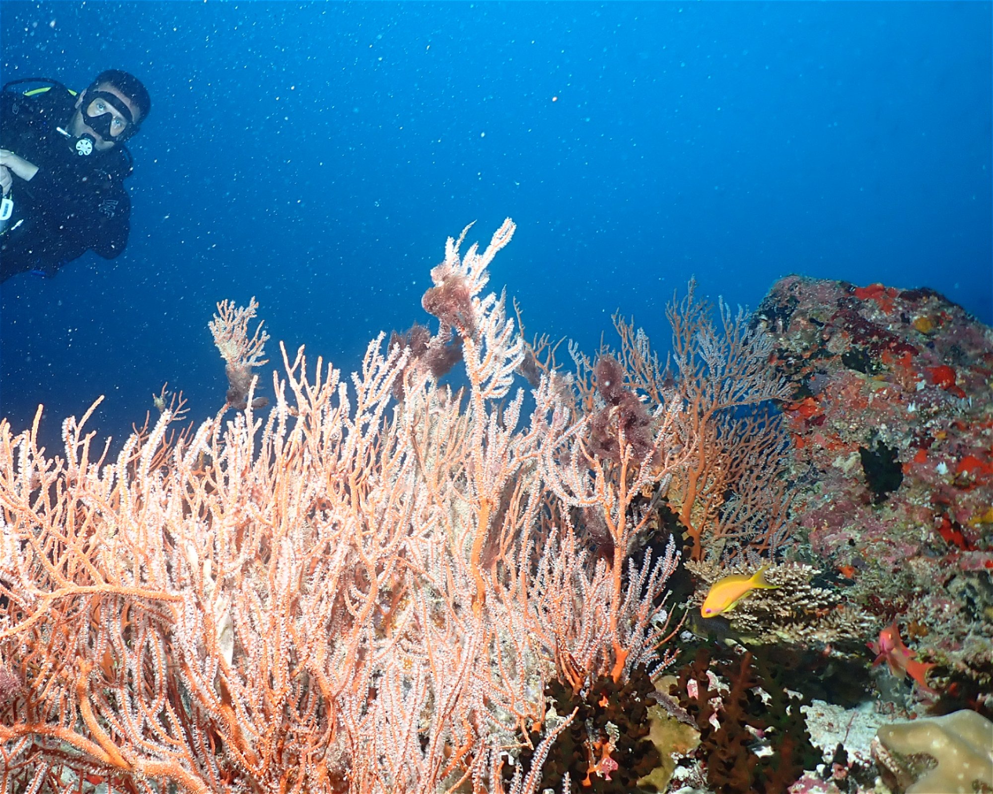 Dive Mission Joy, K. Guraidhoo