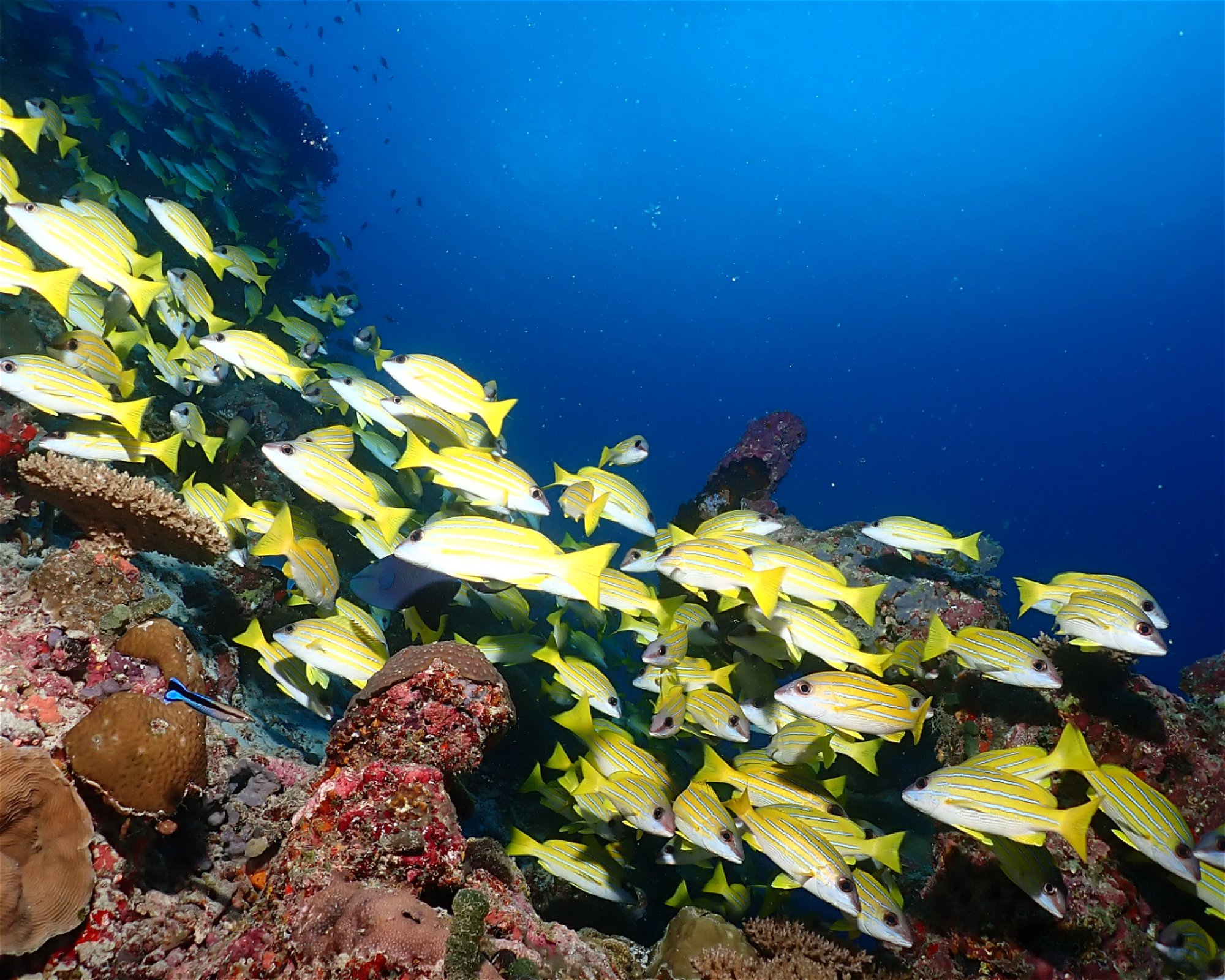 Dive Mission Joy, K. Guraidhoo