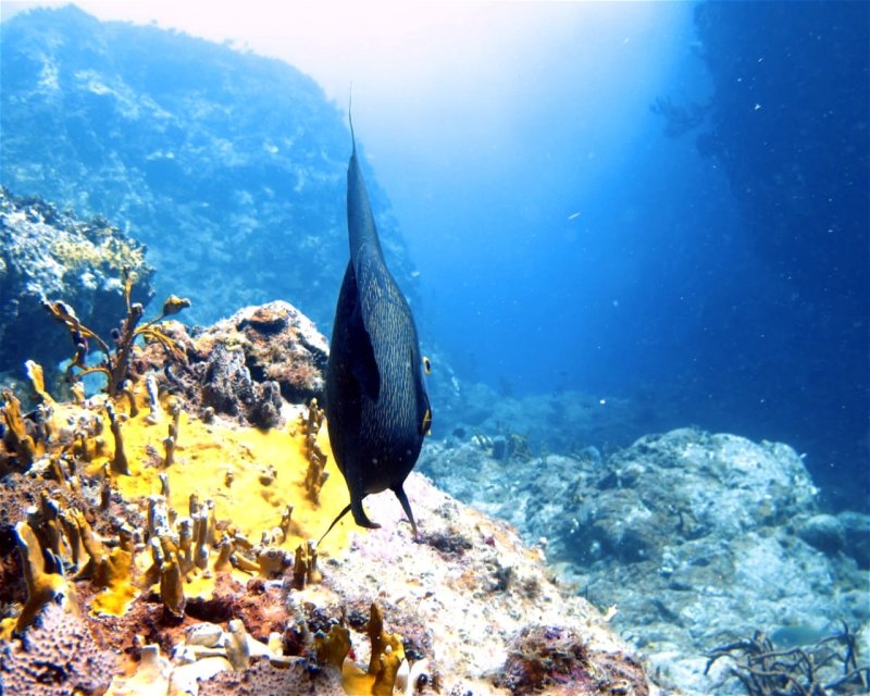 Divesite Image