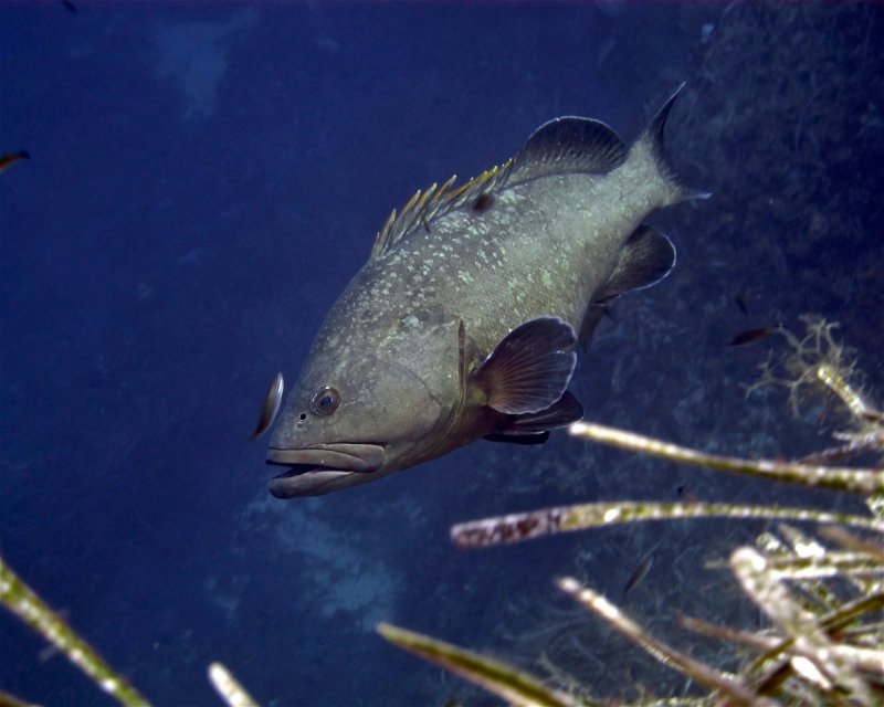 Divesite Image