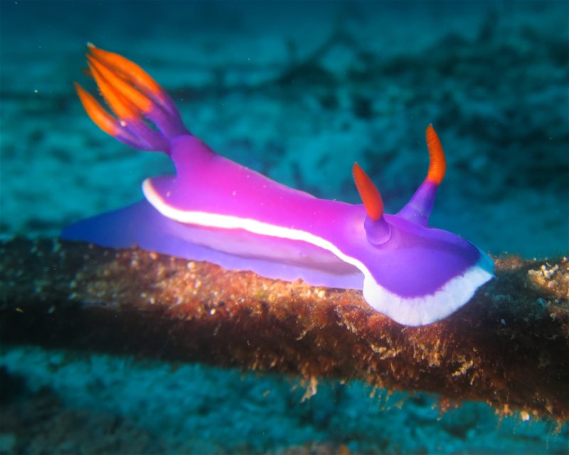 Divesite Image