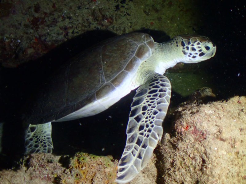 Divesite Image