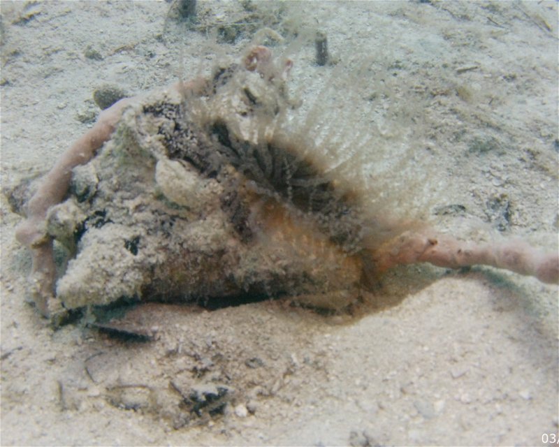Divesite Image