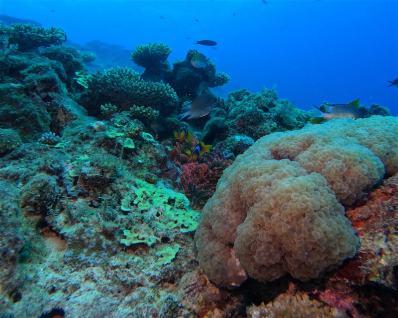 Divesite Image