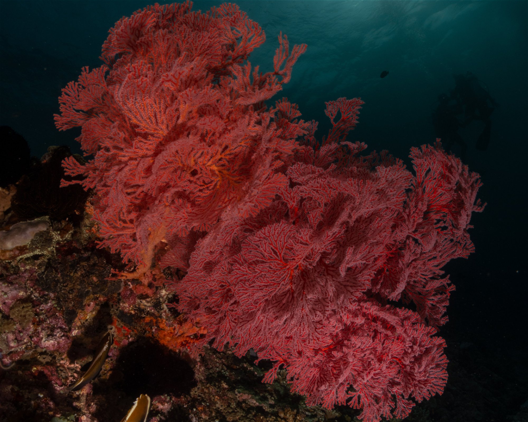 MANTA DIVE, Gili Trawangan