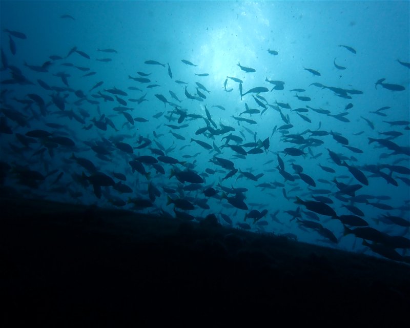 Divesite Image