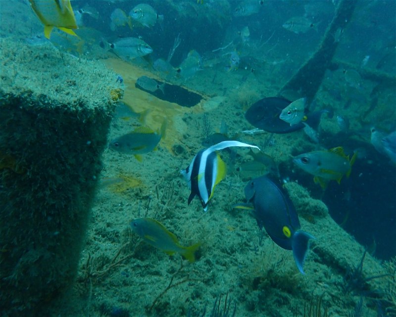 Divesite Image