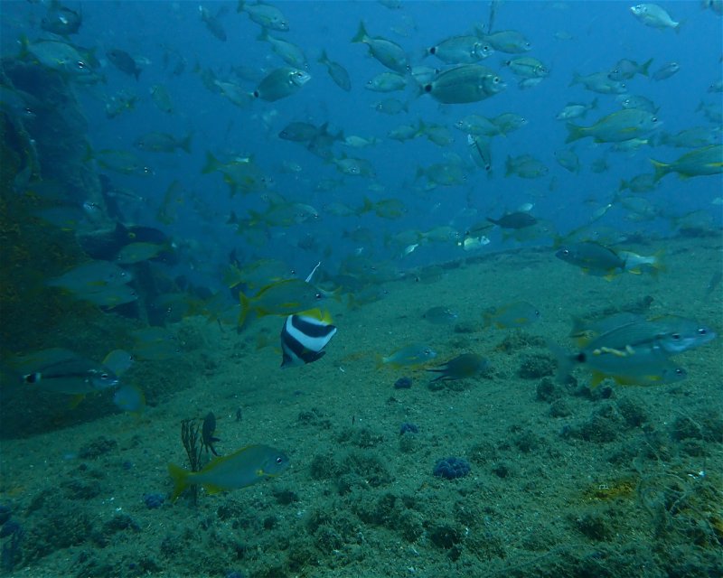Divesite Image
