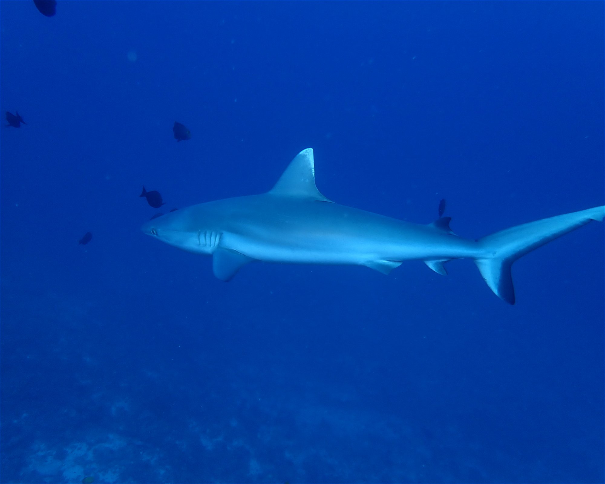 Dive Mission Joy, K. kasanfaru Lagoon