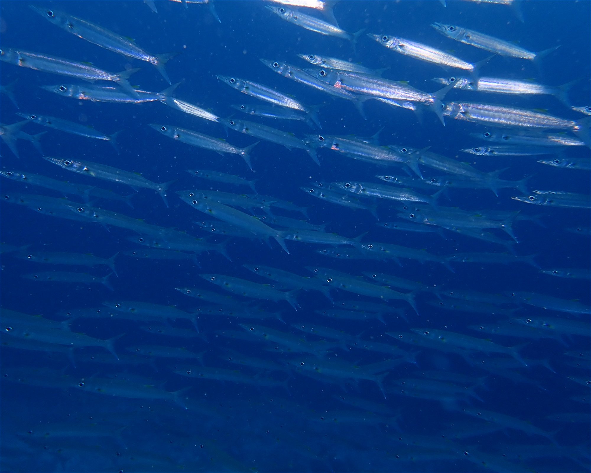 Dive Mission Joy, K. kasanfaru Lagoon