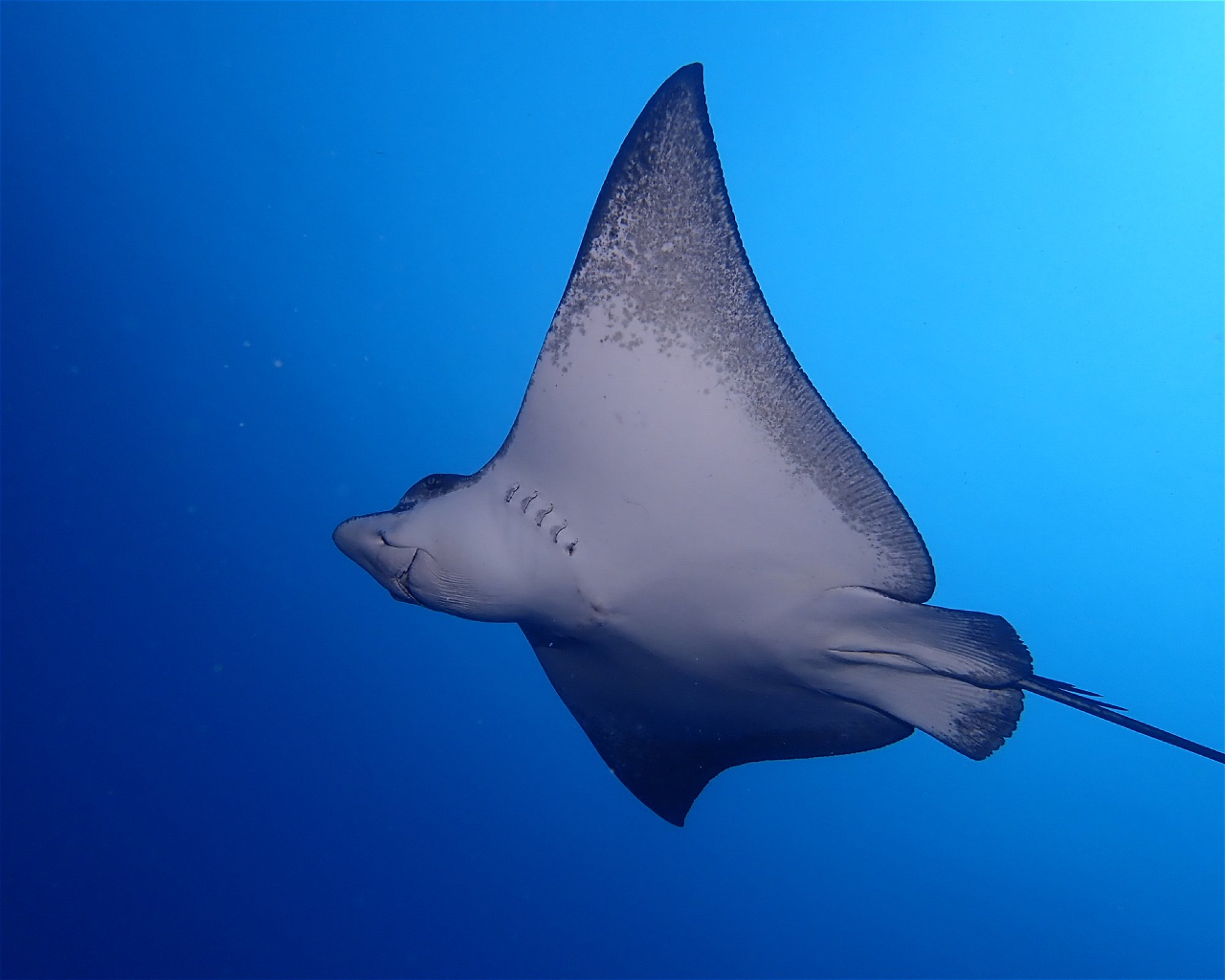 Dive Mission Joy, K. kasanfaru Lagoon