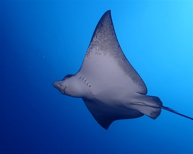 Divesite Image