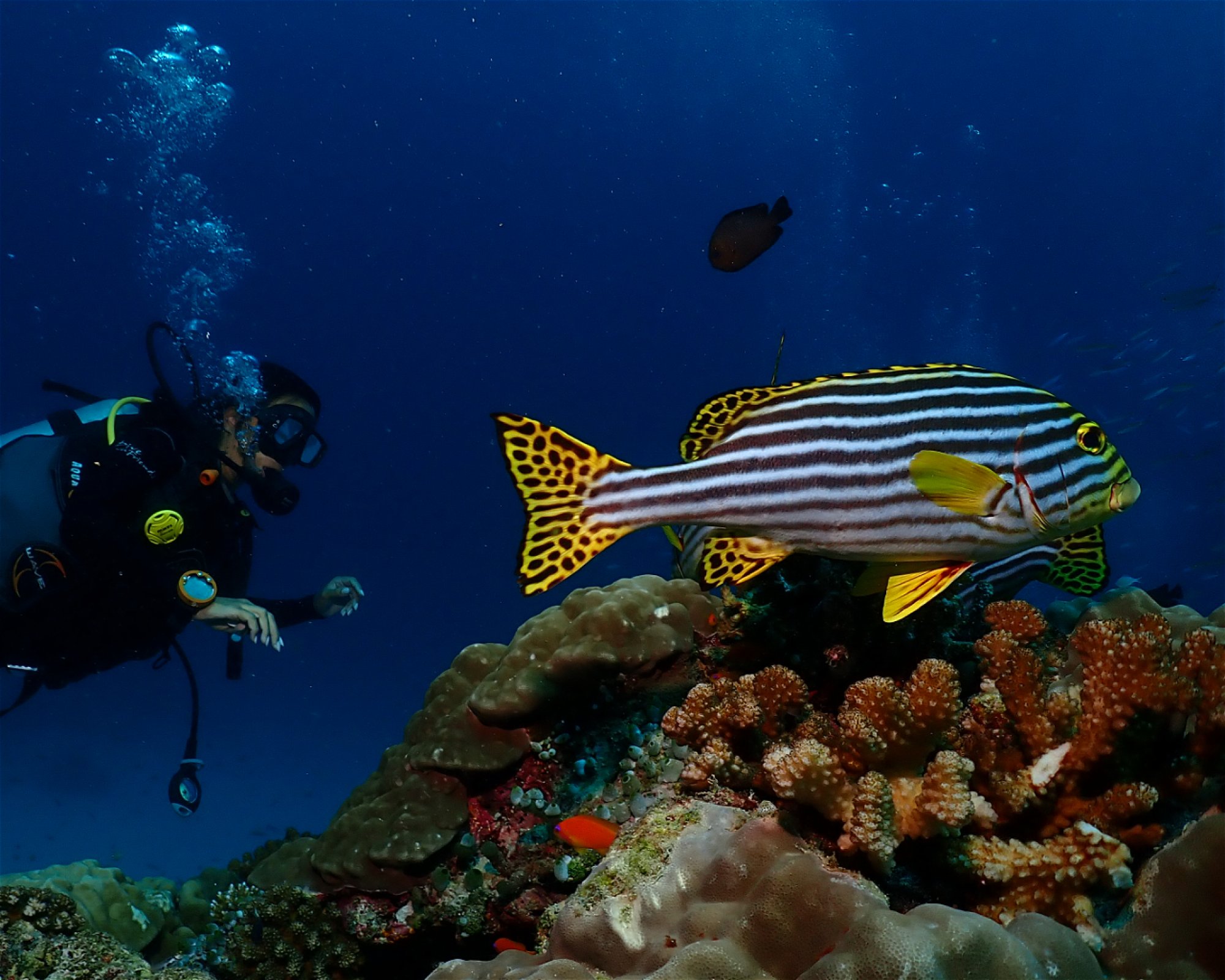 Dive Mission Joy, K. kasanfaru Lagoon