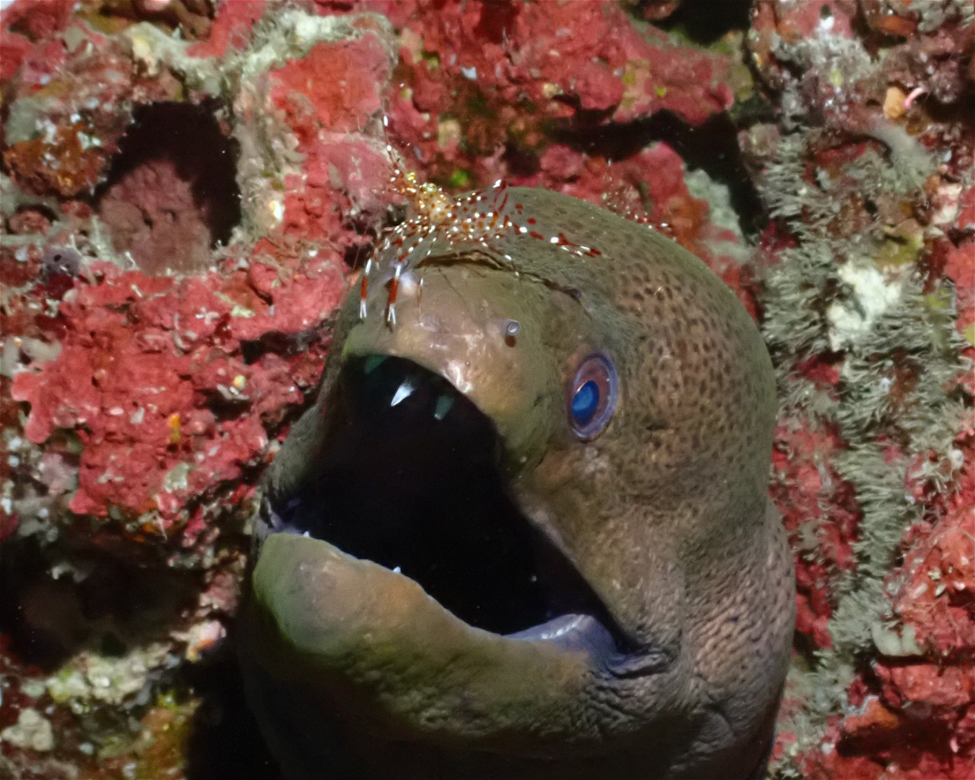 Dive Mission Joy, K. kasanfaru Lagoon
