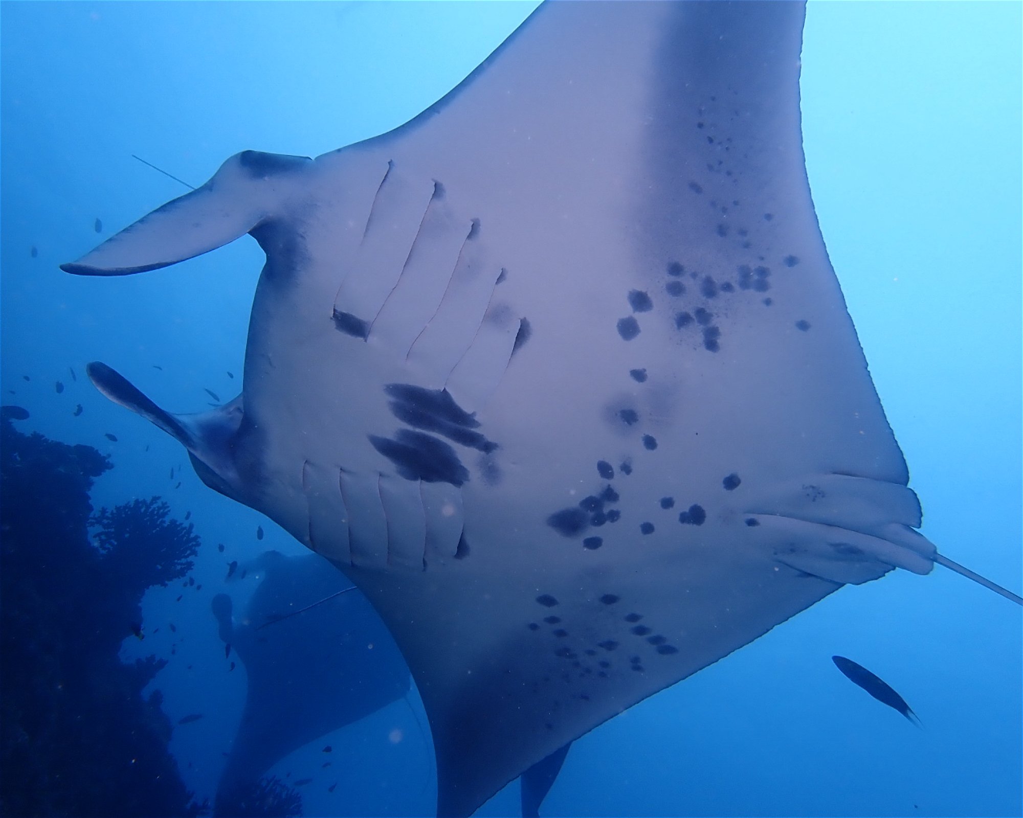Dive Mission Joy, K. kasanfaru Lagoon