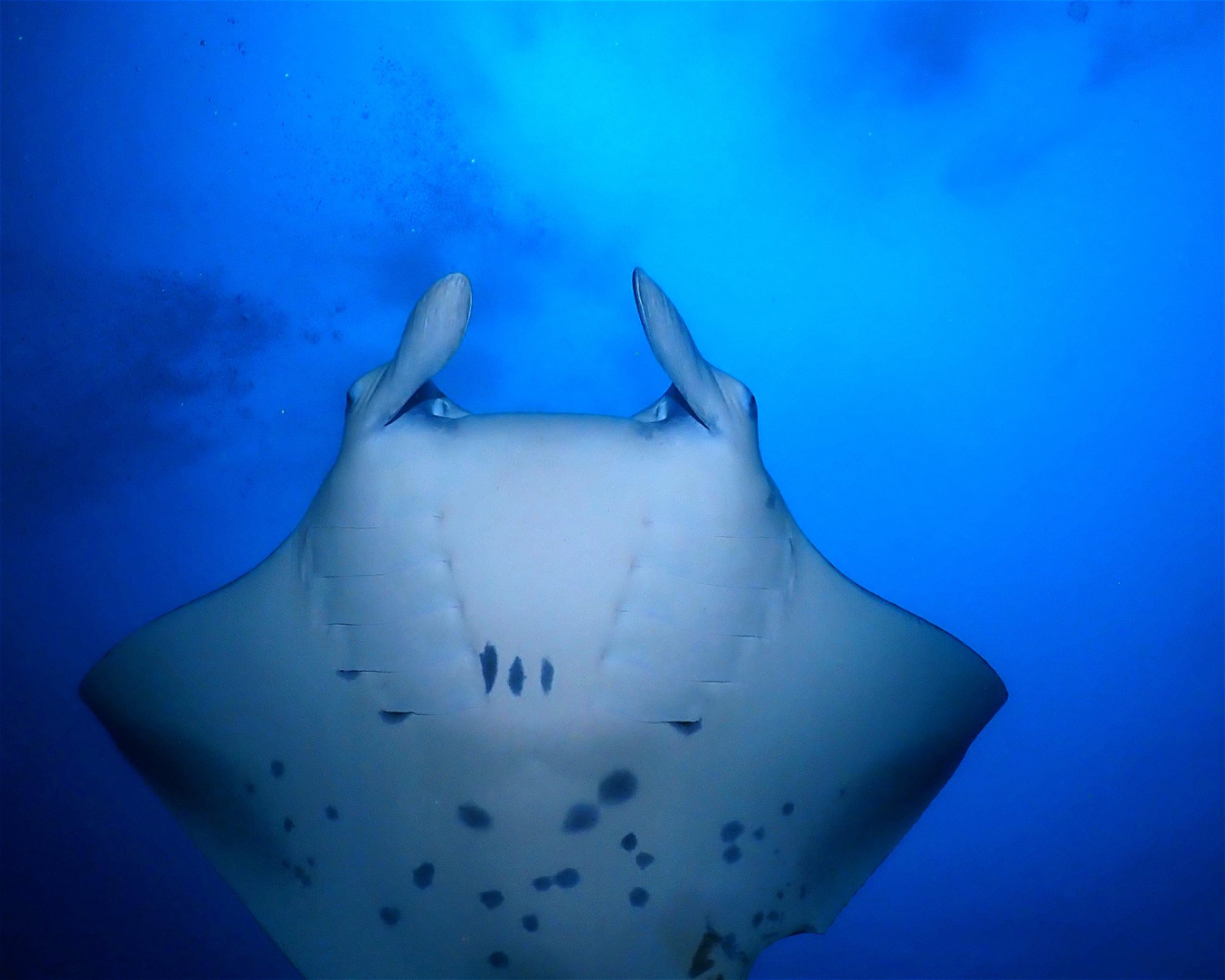 Dive Mission Joy, K. kasanfaru Lagoon