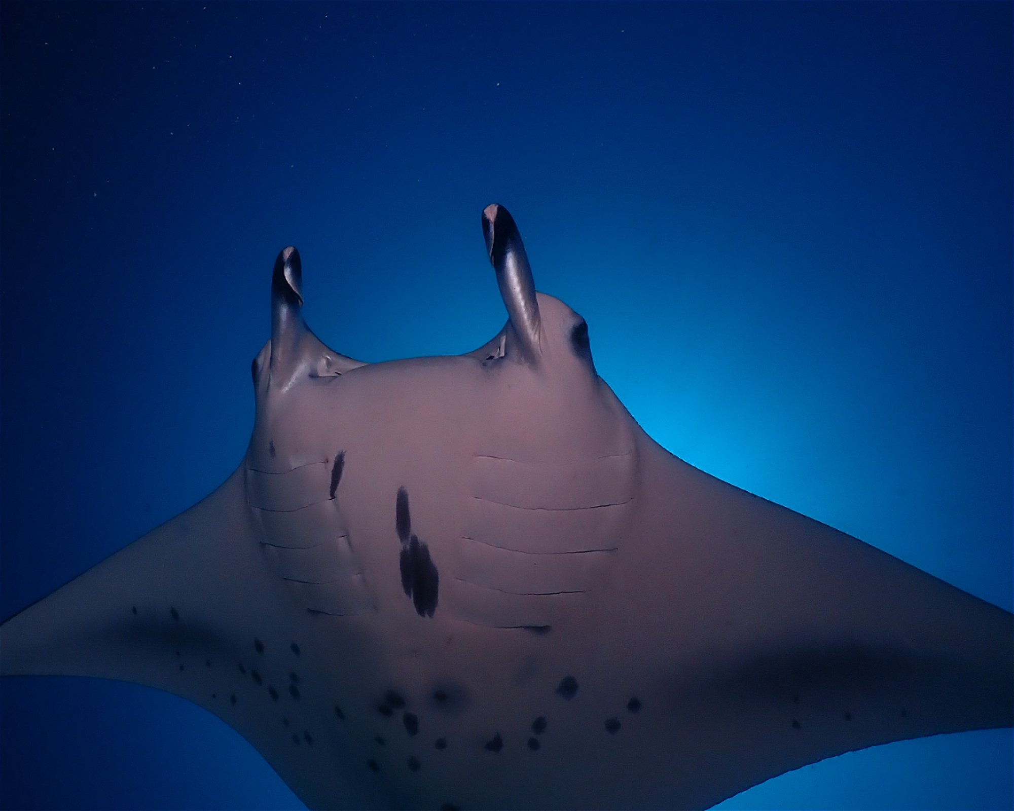 Dive Mission Joy, K. kasanfaru Lagoon