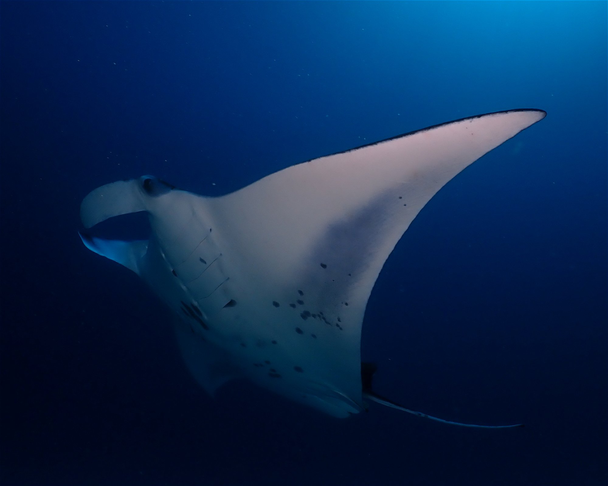 Dive Mission Joy, K. kasanfaru Lagoon