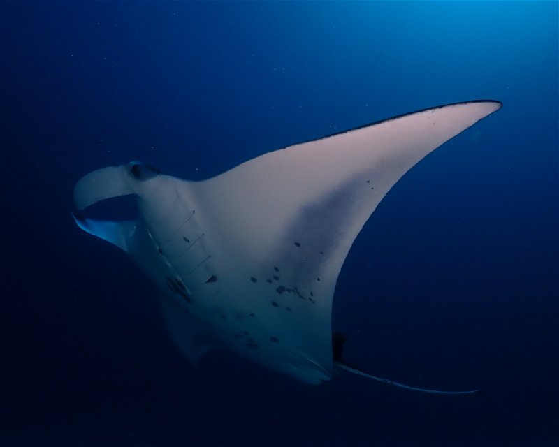 Divesite Image