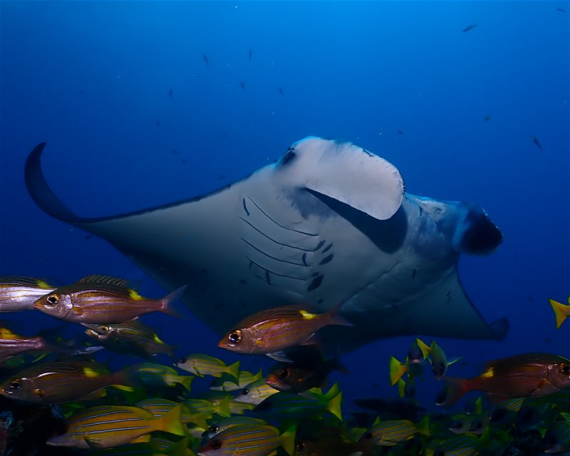 Divesite Image