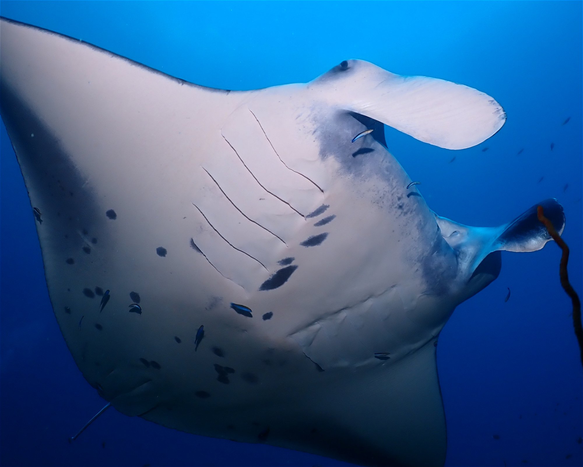 Dive Mission Joy, K. kasanfaru Lagoon