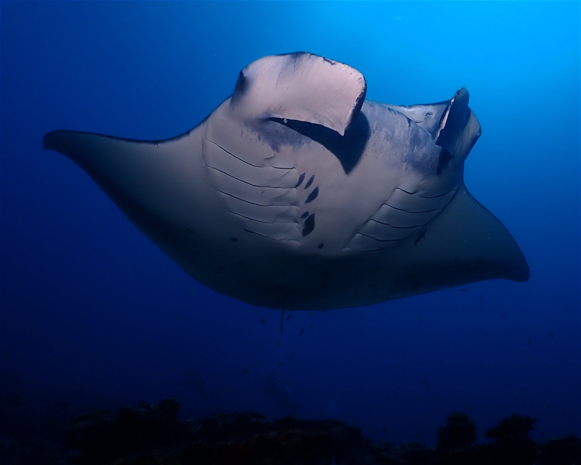 Dive Mission Joy, K. kasanfaru Lagoon